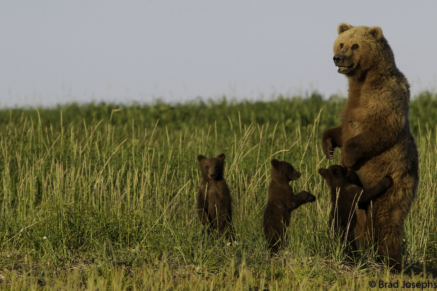 Playful bear cubs with a mother bear in Katmai National Park.