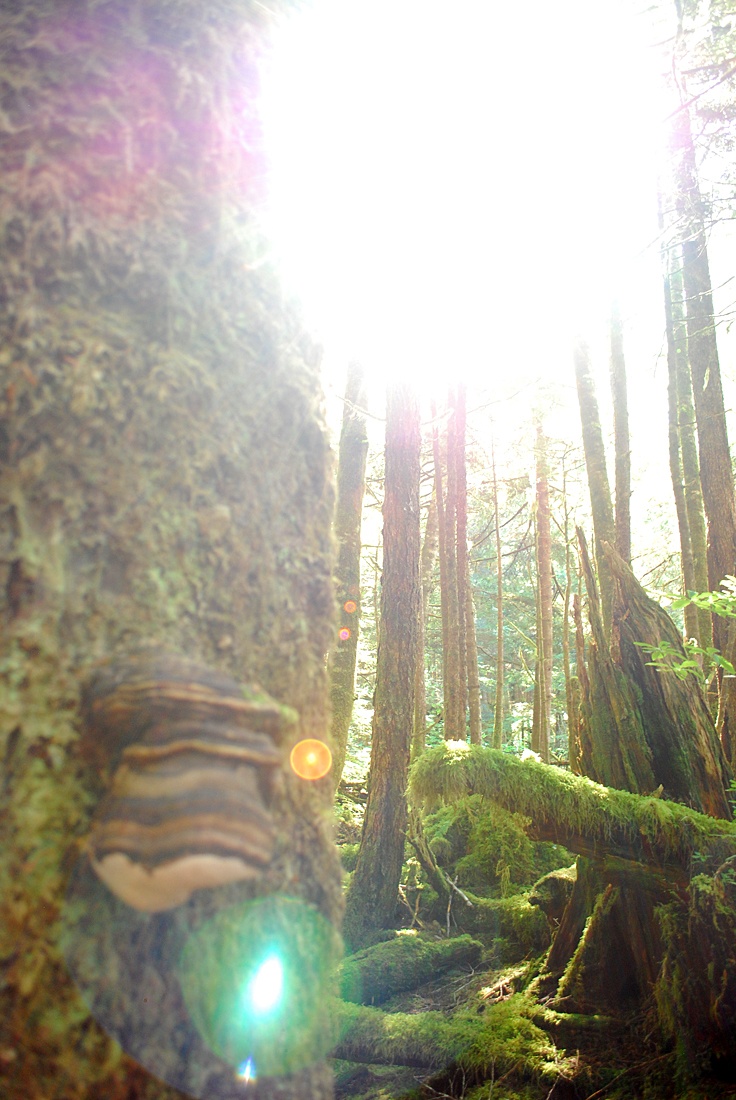 SpiritBears2014_MKoelemay_1003