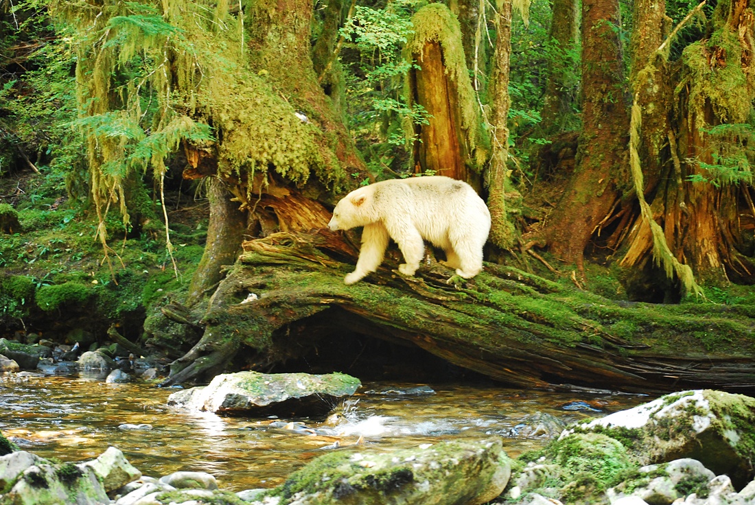 SpiritBears2014_MKoelemay_1716