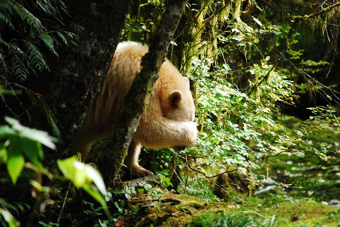 SpiritBears2014_MKoelemay_1995