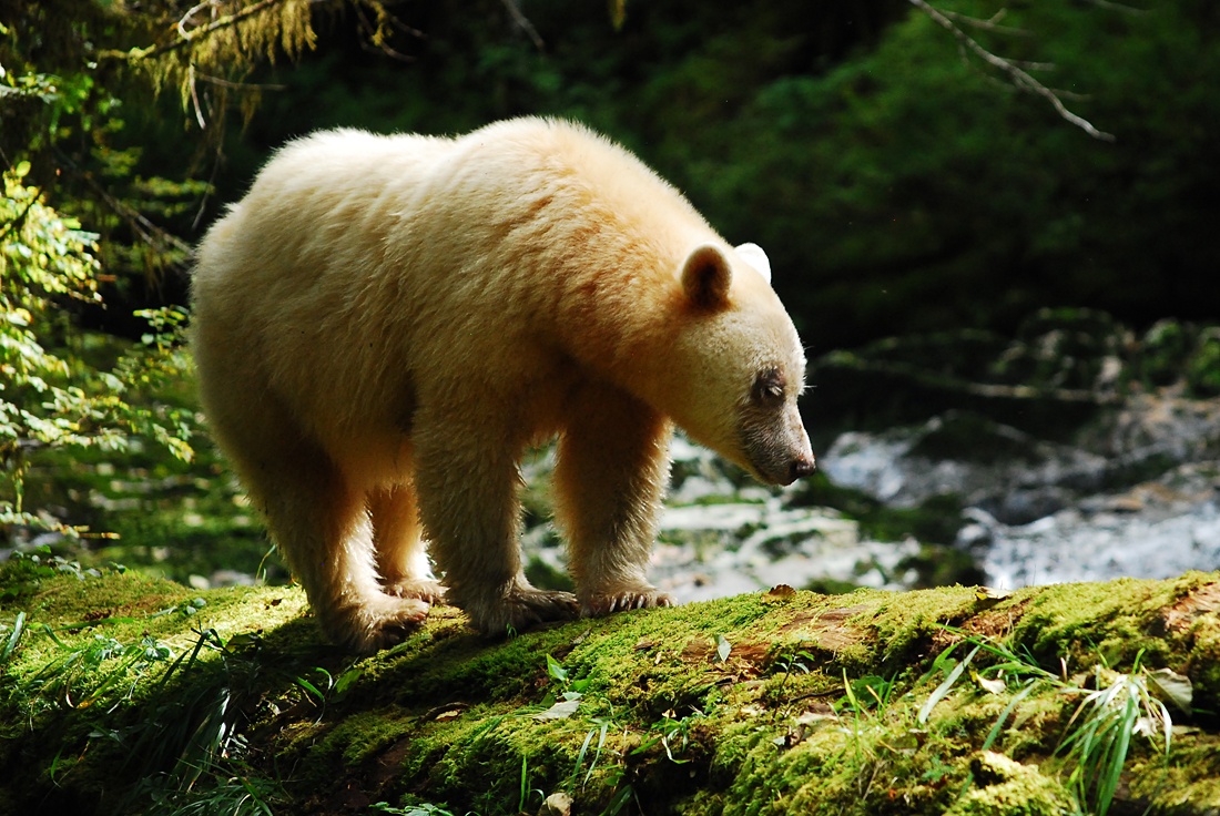 SpiritBears2014_MKoelemay_2015