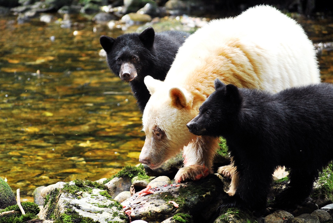 SpiritBears2014_MKoelemay_2101