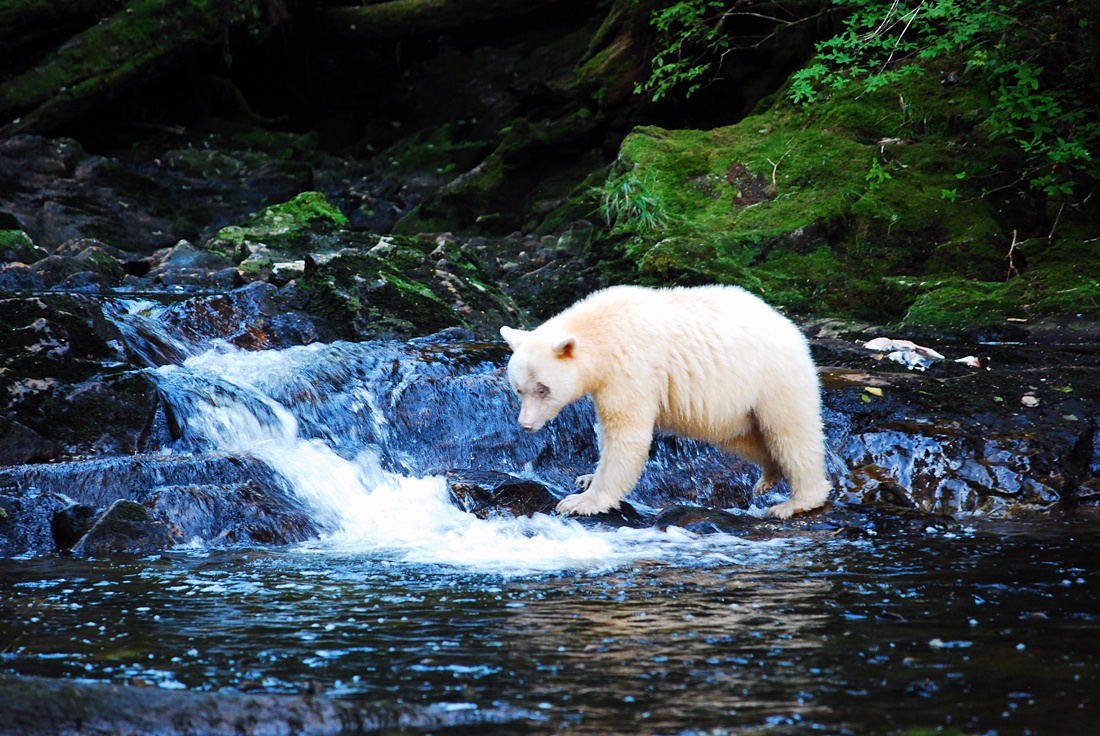 SpiritBears2014_MKoelemay_2305
