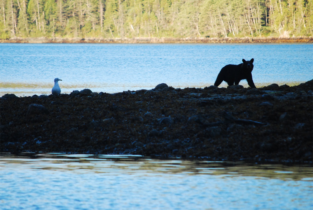 SpiritBears2014_MKoelemay_2949