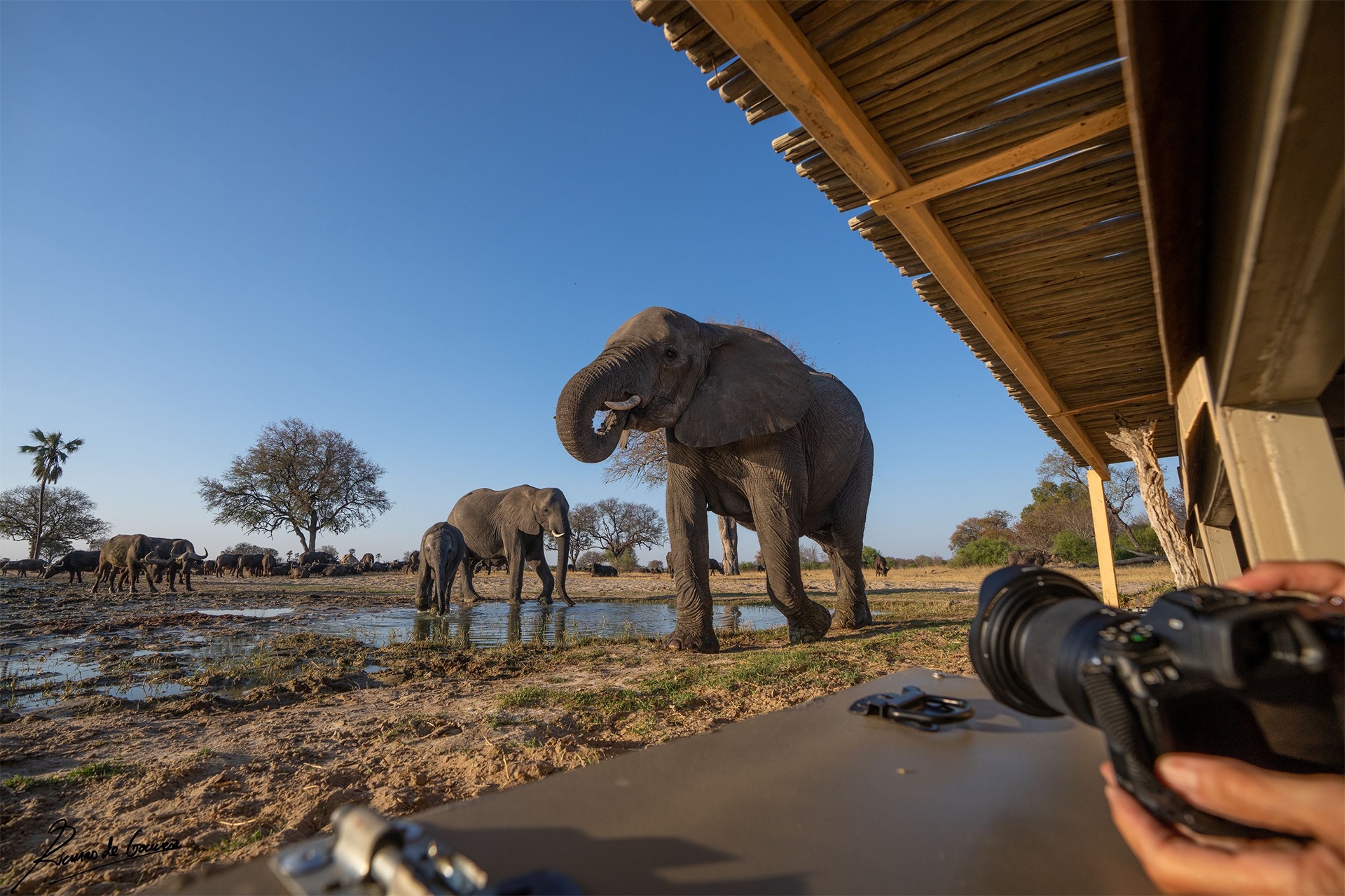 Nat Hab travelers are treated to private wildlife viewing from the comfort of their accommodations