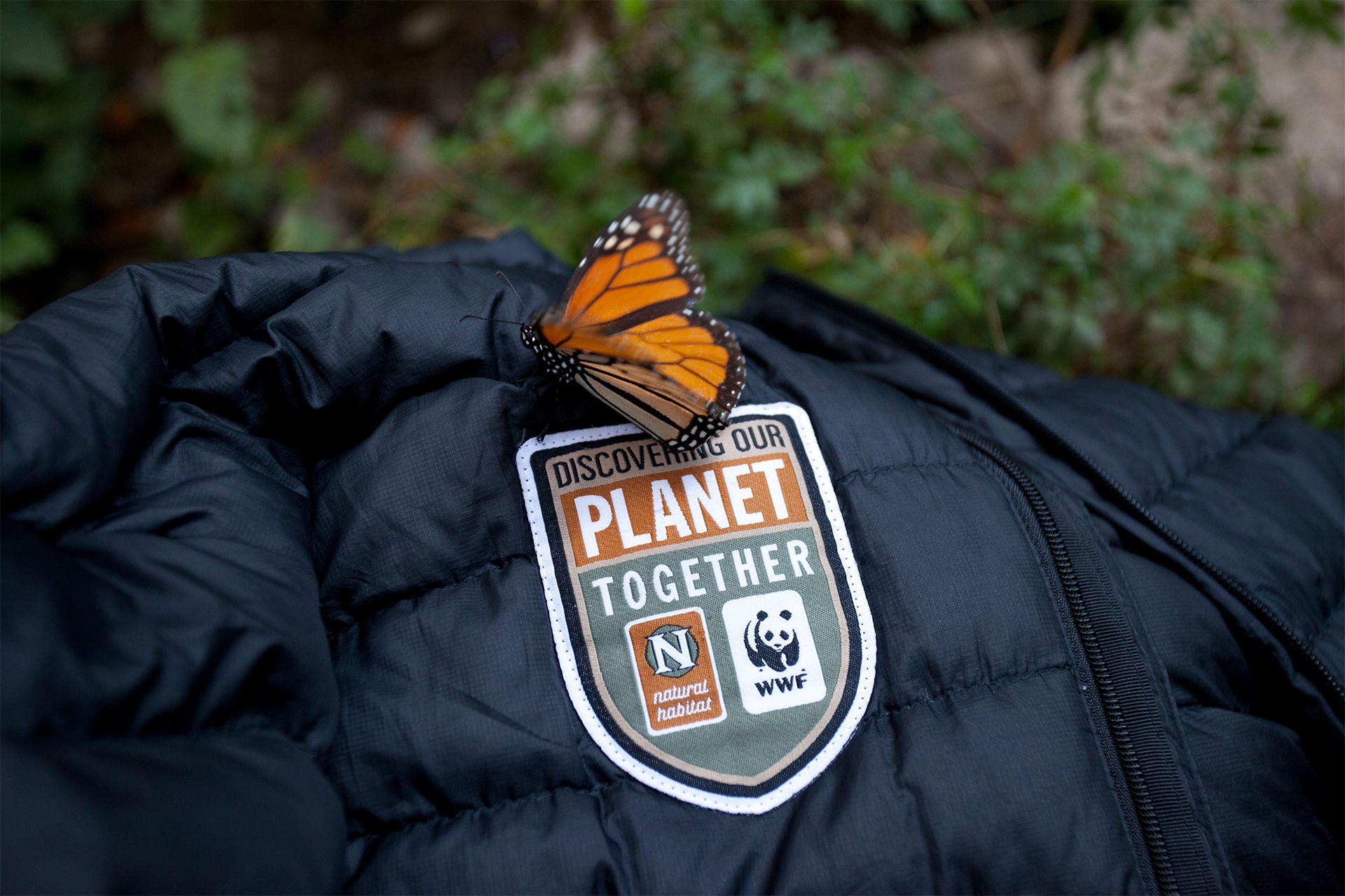 Kingdom of monarchs the great butterfly migration Mexico