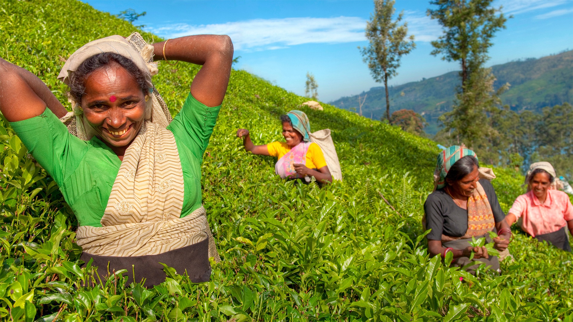 Indigenous Sri Lankan Tea Picker Harvesting