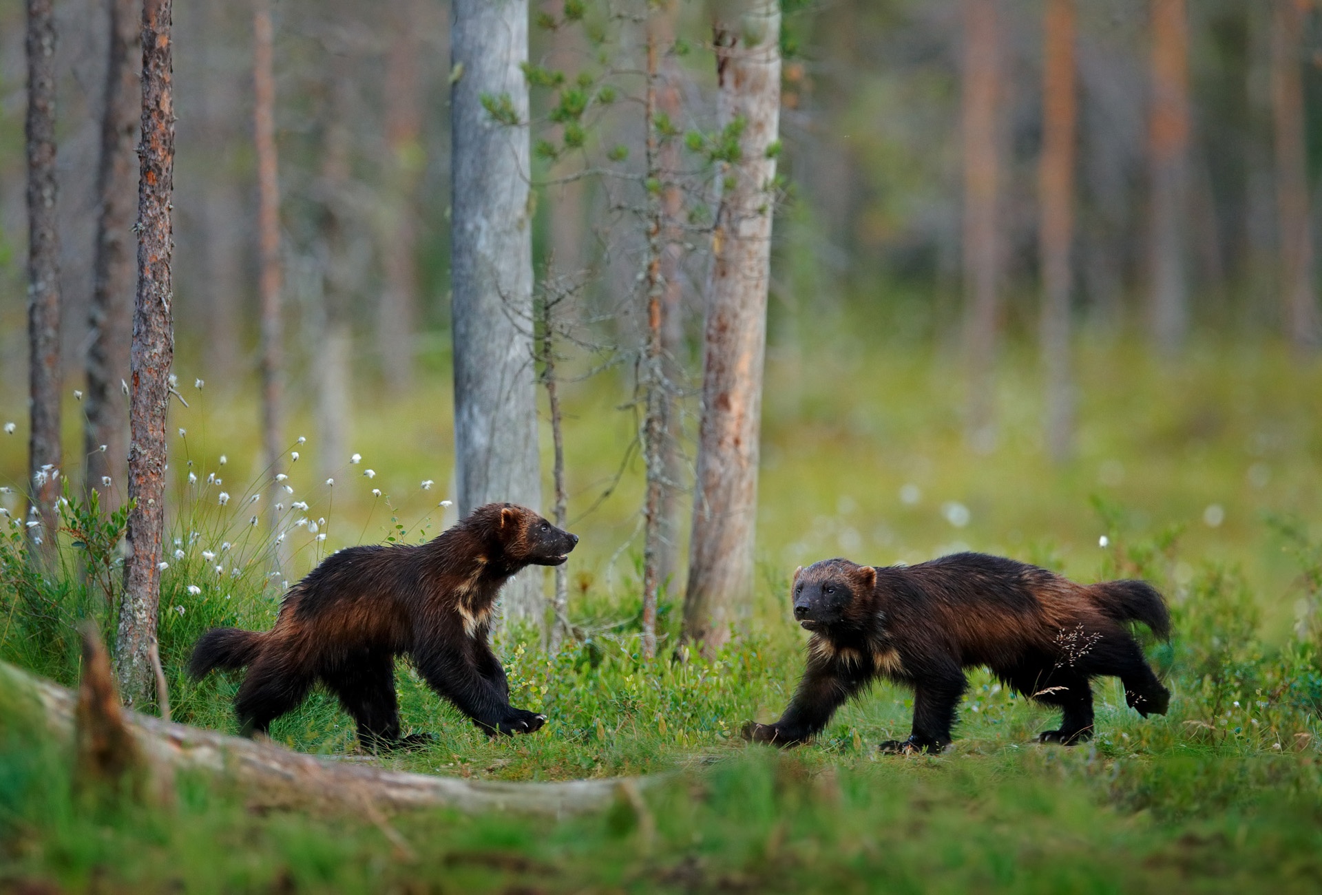 Russia wildlife. Wolverine running with catch in taiga. Wildlife scene from nature. Rare animal from north of Europe. Wild wolverine in summer grass. Wildlife Europe.