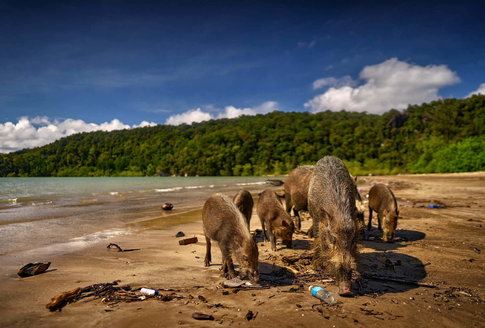 Borneo beach wildlife. Bornean bearded pig, Sus barbatus, animal in the dark tropic forest, Bako NP, Borneo in Malaysia. Sunda bearded pig in the sea coast. Wildlife nature in Malaysia.