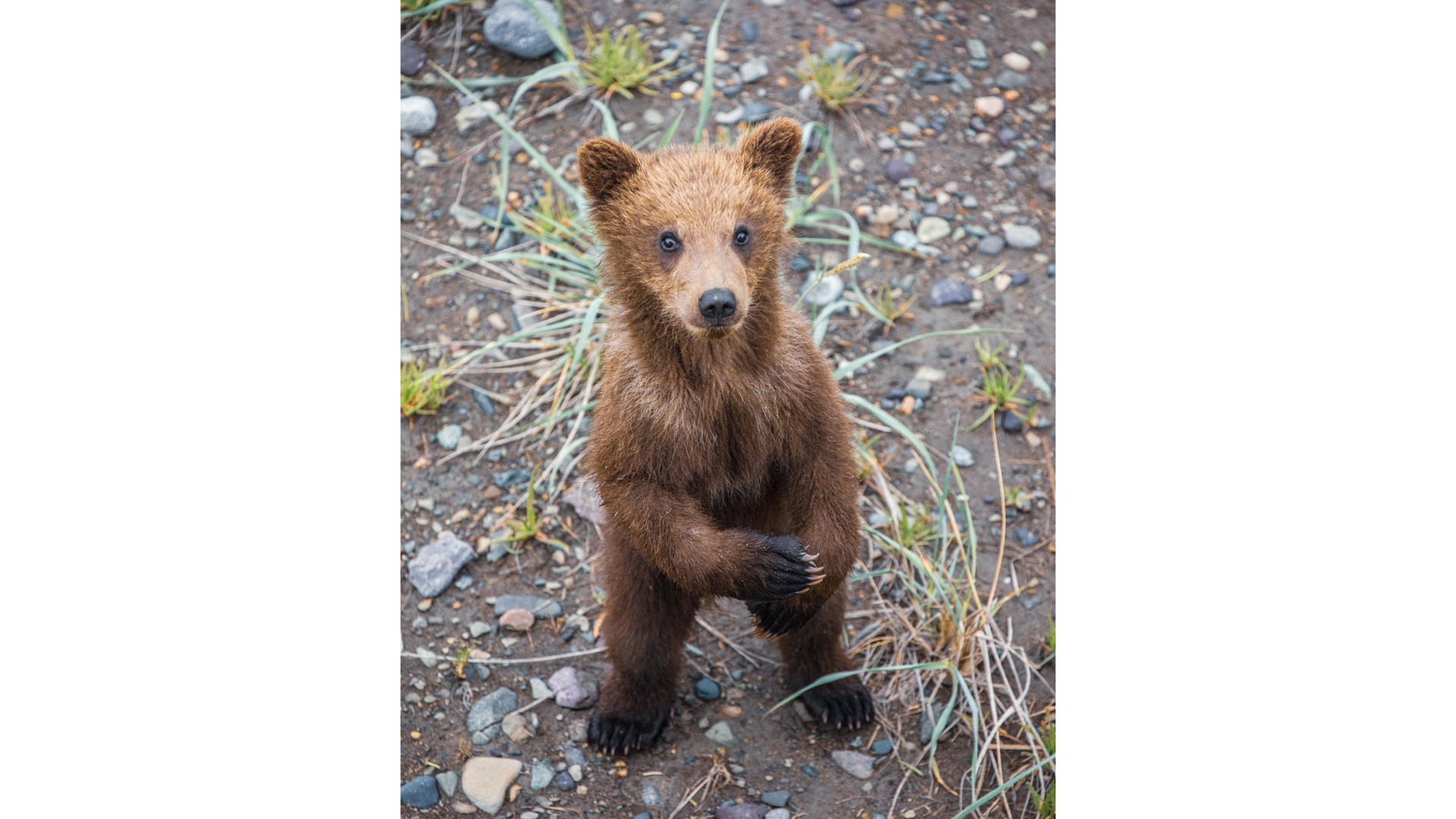 Brown bear cub stands on its hind legs, looking directly at camera.