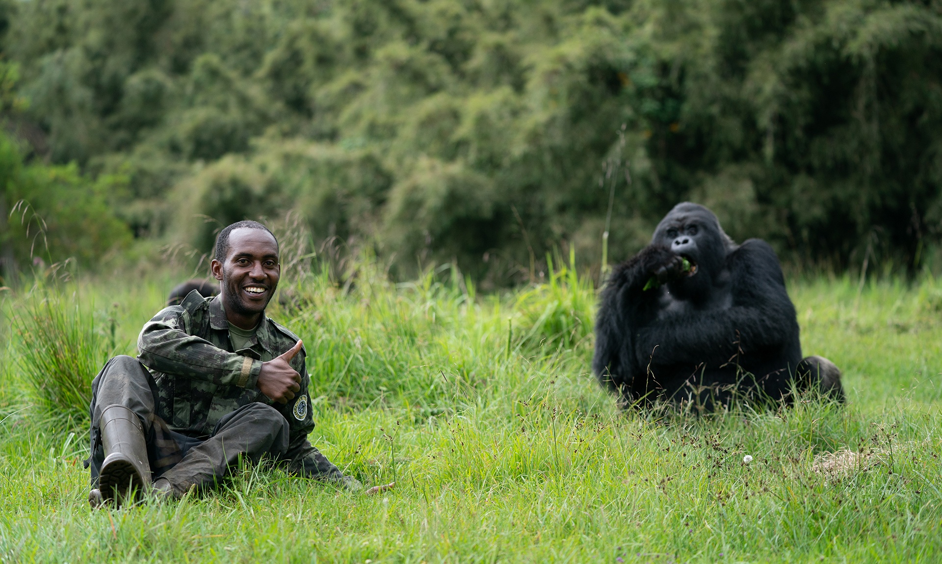 Wildlife ranger poses next to gorilla Uganda Rwanda endangered species conservation