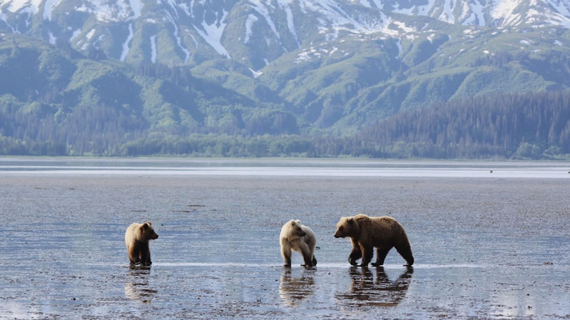 Bear viewing from Nat Hab bear camp in Alaska