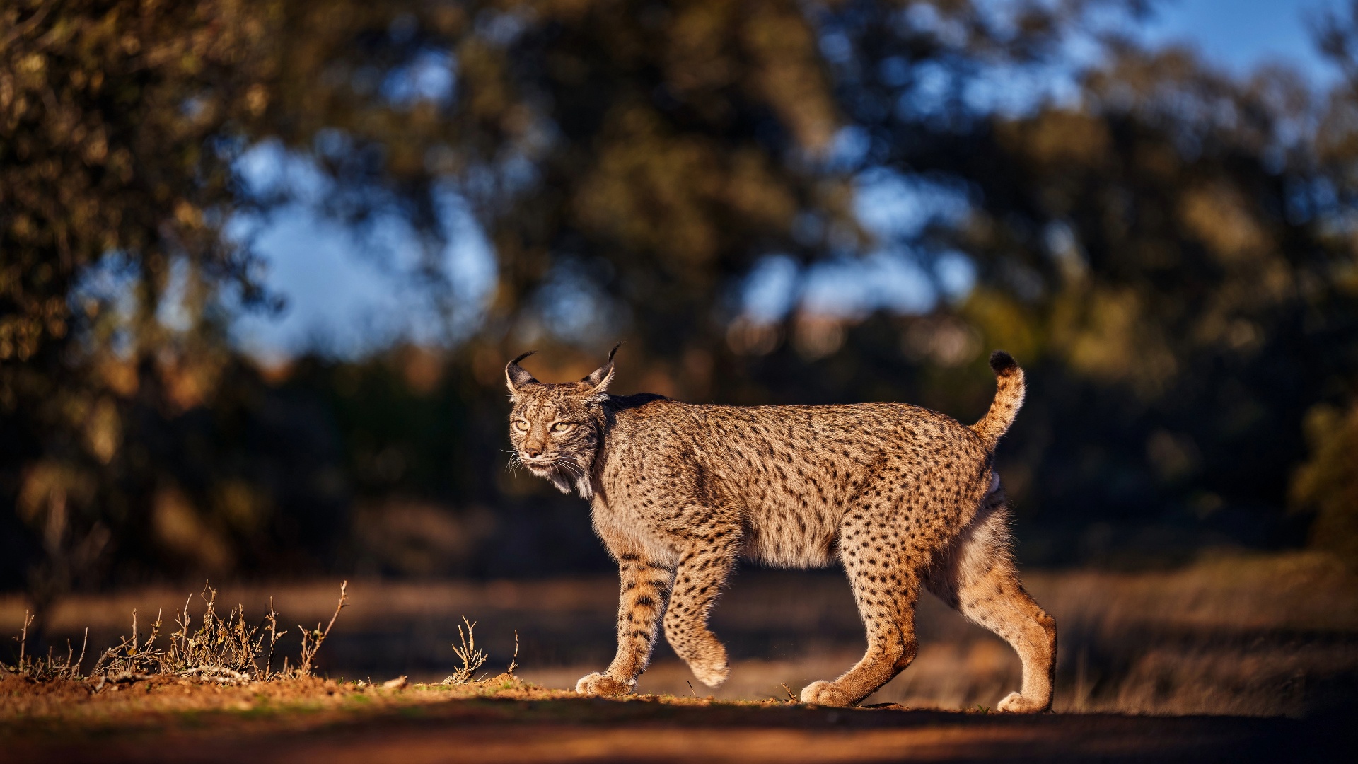 Iberian lynx