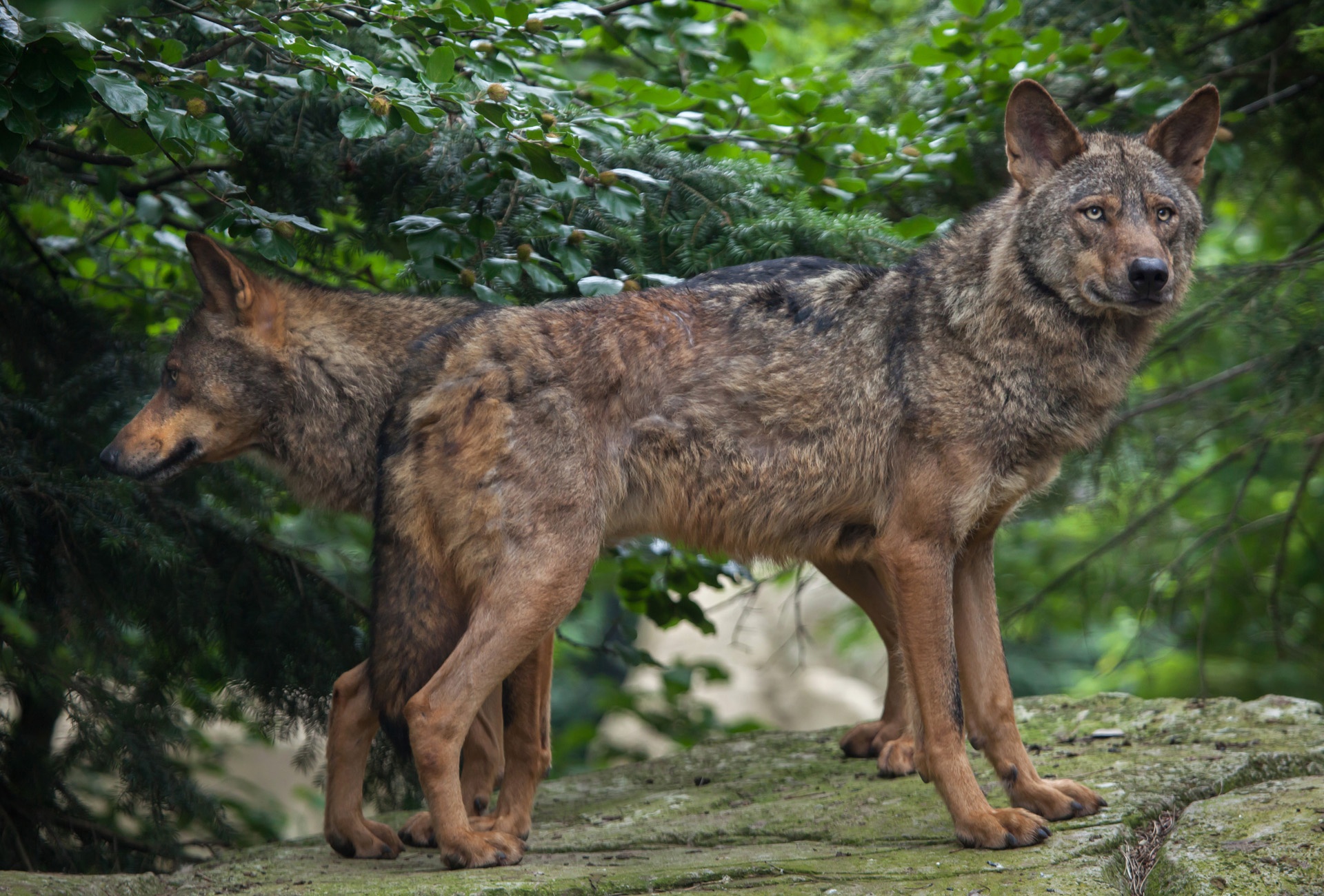 Iberian wolf, Portugal