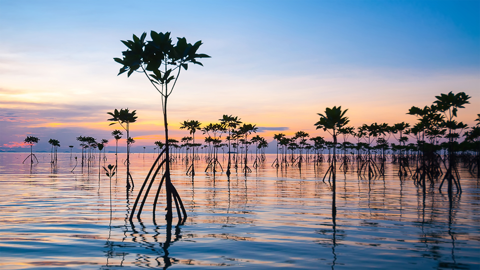 Mangrove, mangroves, mangrove forest, mangrove trees, mangrove roots, ocean, ecosystem, conservation, plants