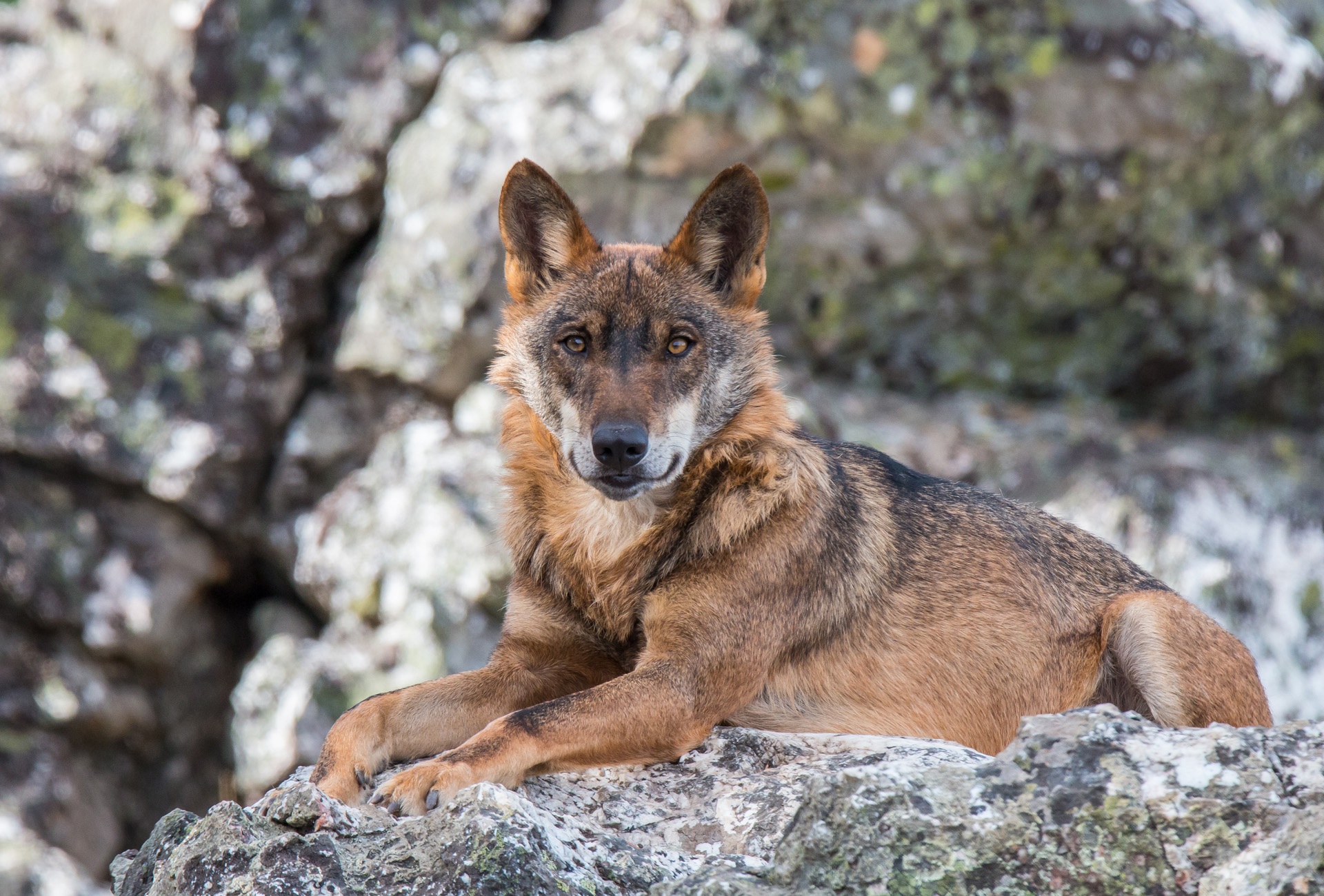 Iberian wolf, Portugal