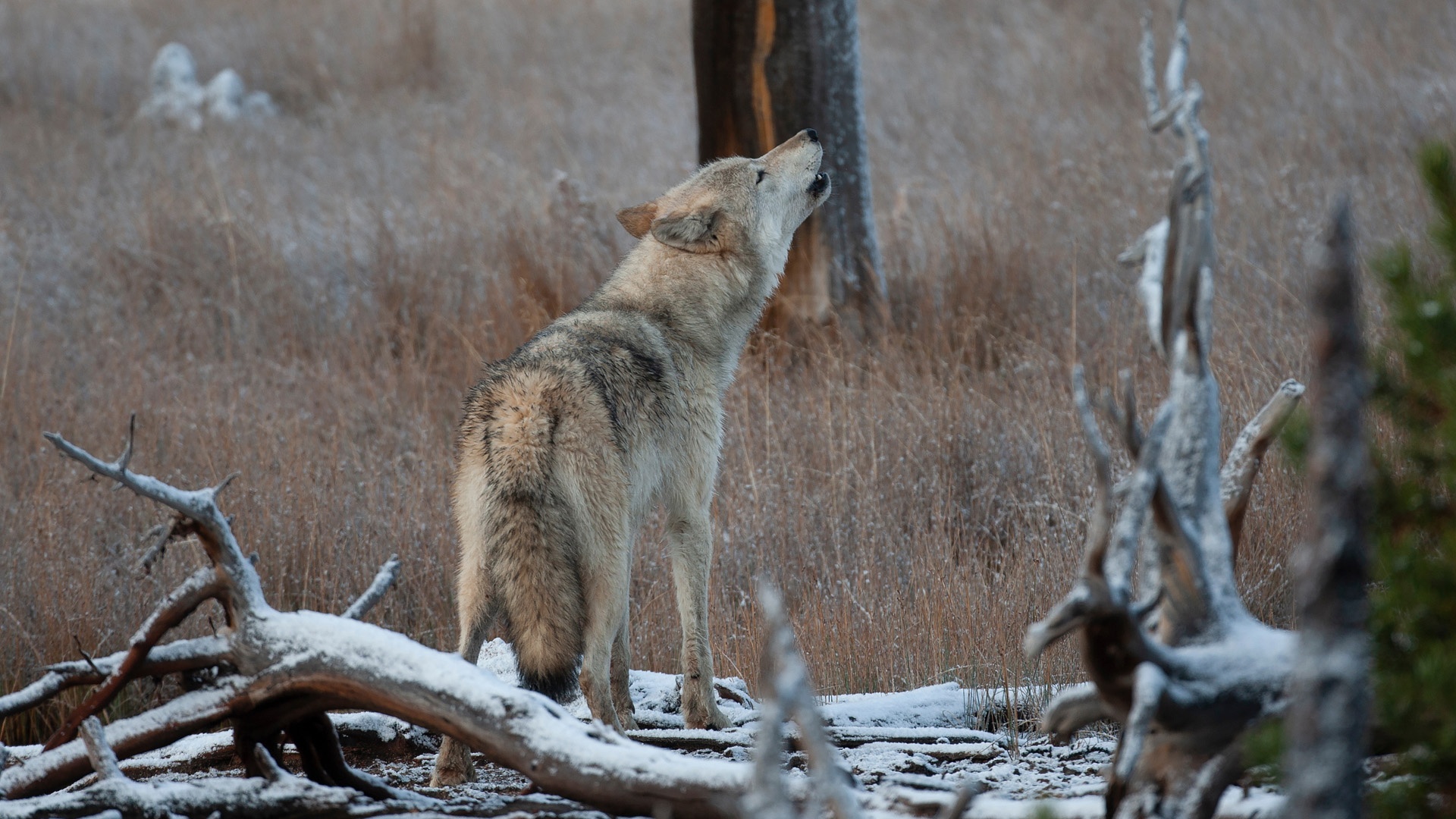 gray wolf, grey wolf, gray wolves, grey wolves