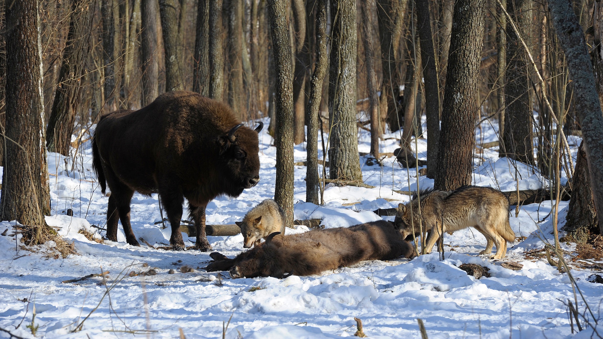 gray wolf, grey wolf, gray wolves, grey wolves