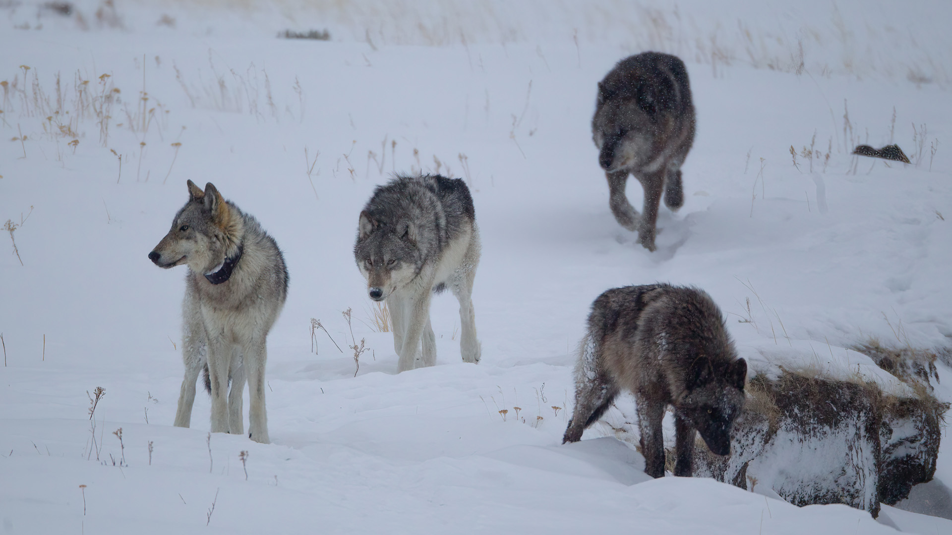 gray wolf, grey wolf, gray wolves, grey wolves