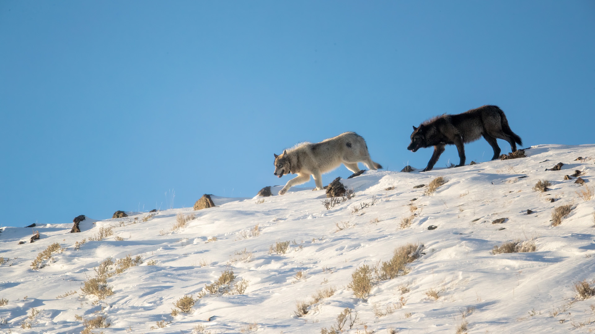 gray wolf, grey wolf, gray wolves, grey wolves