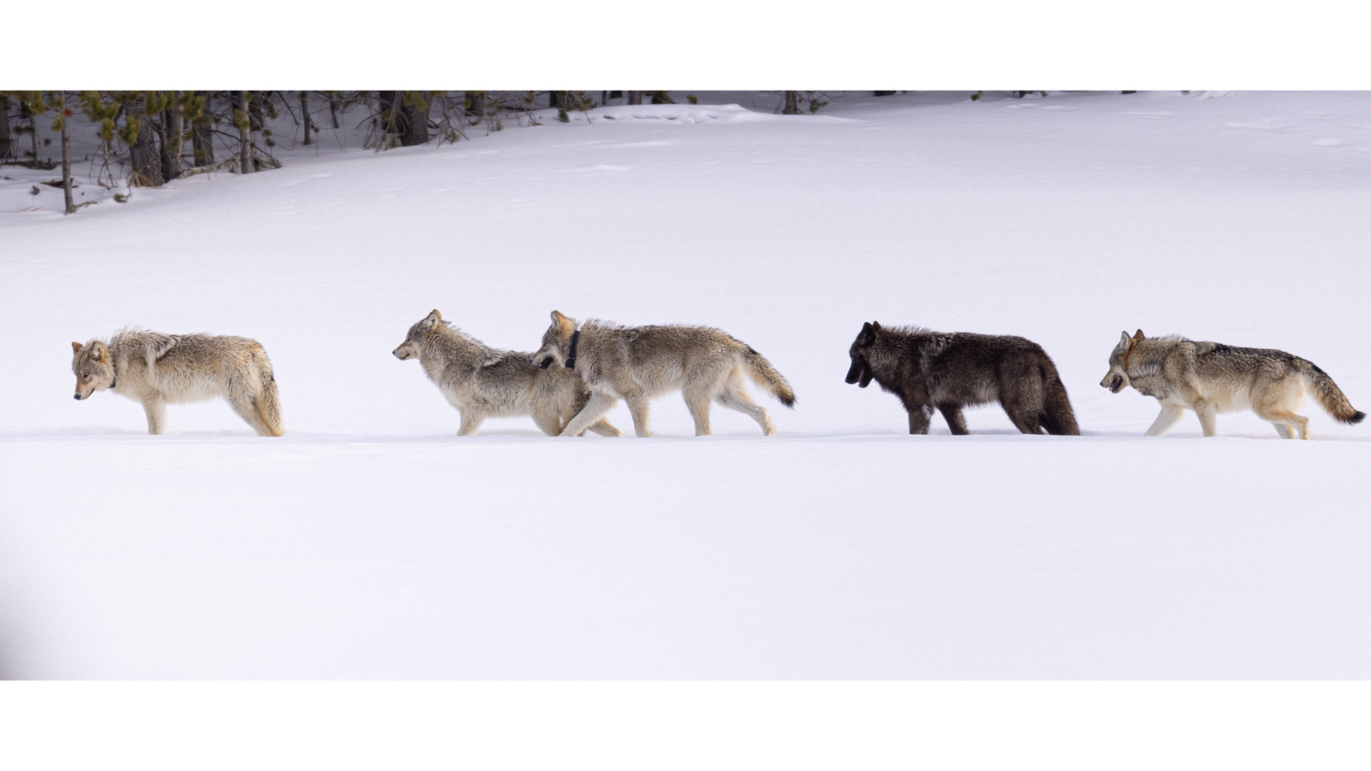 gray wolf, grey wolf, gray wolves, grey wolves