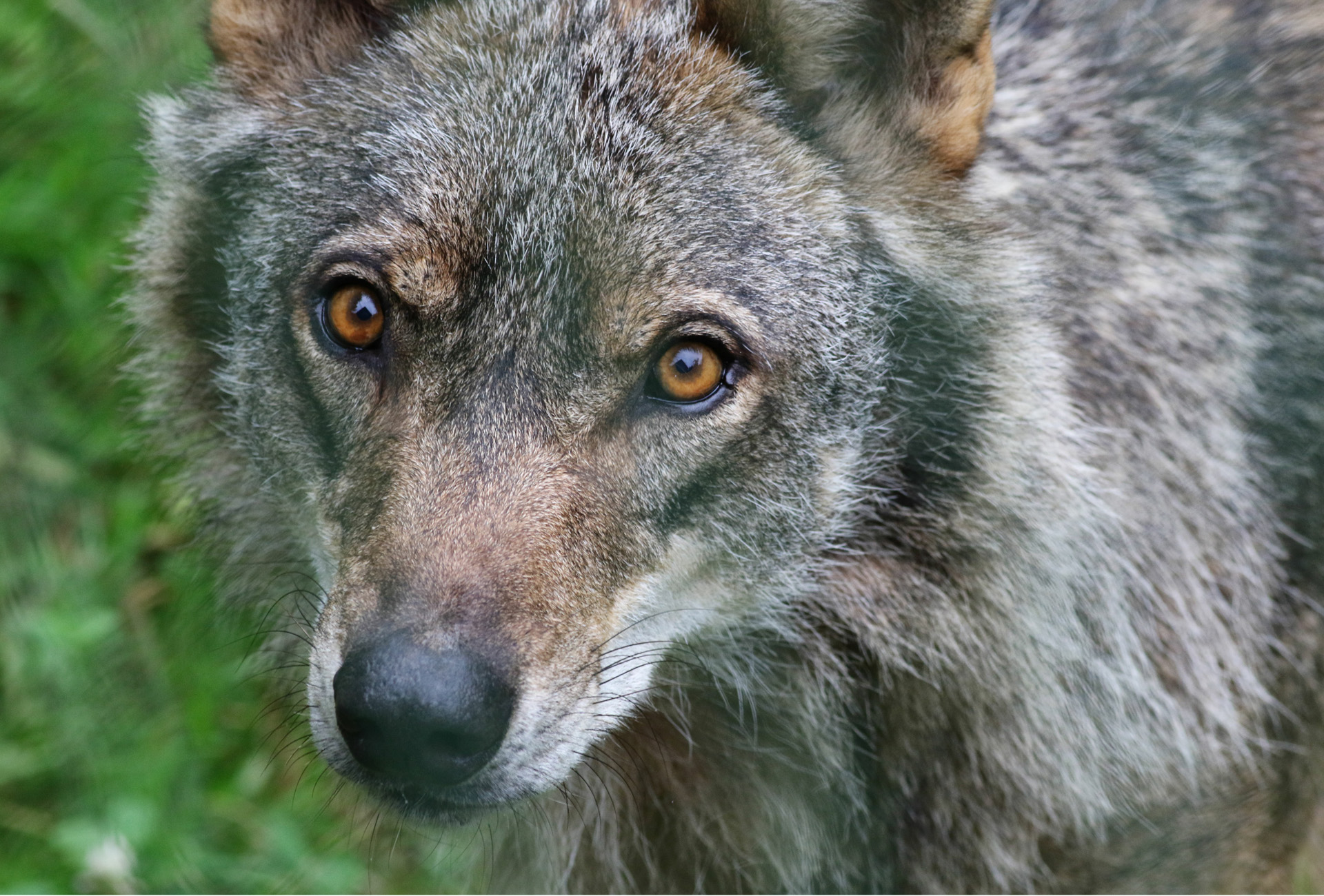 Iberian wolf, Portugal
