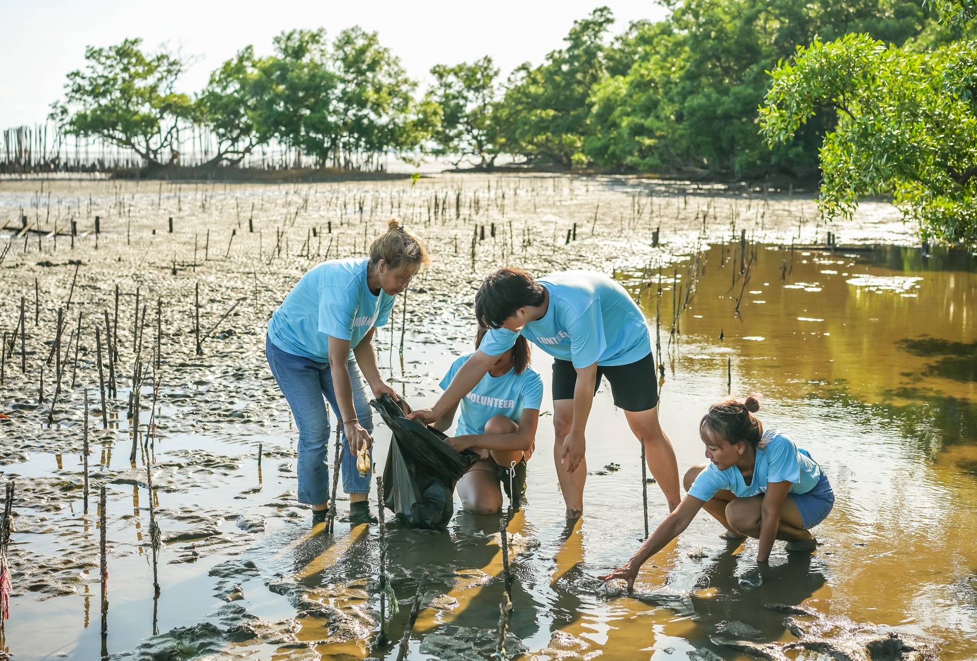 Mangrove, mangroves, mangrove forest, mangrove trees, mangrove roots, ocean, ecosystem, conservation, plants