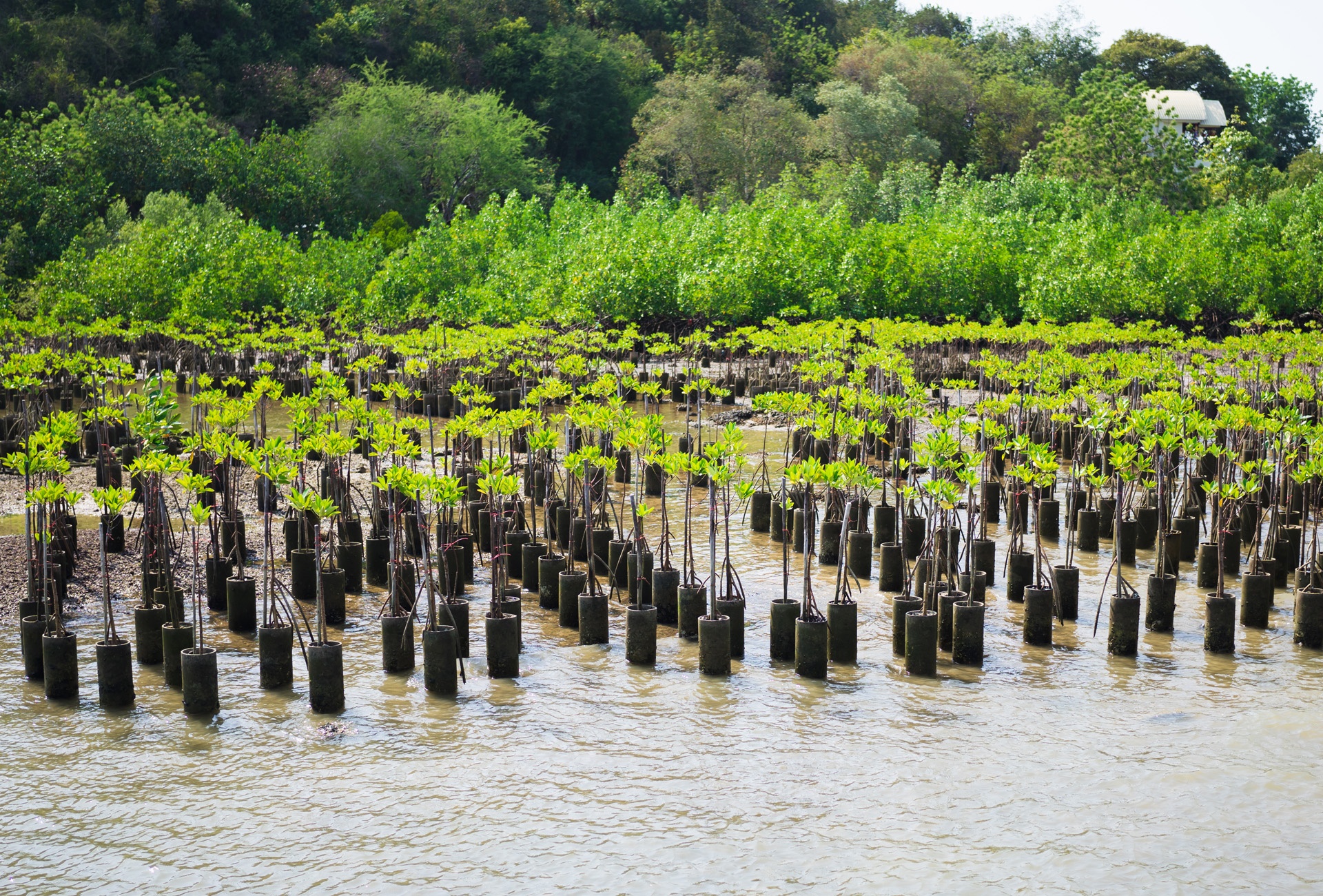 Mangrove, mangroves, mangrove forest, mangrove trees, mangrove roots, ocean, ecosystem, conservation, plants