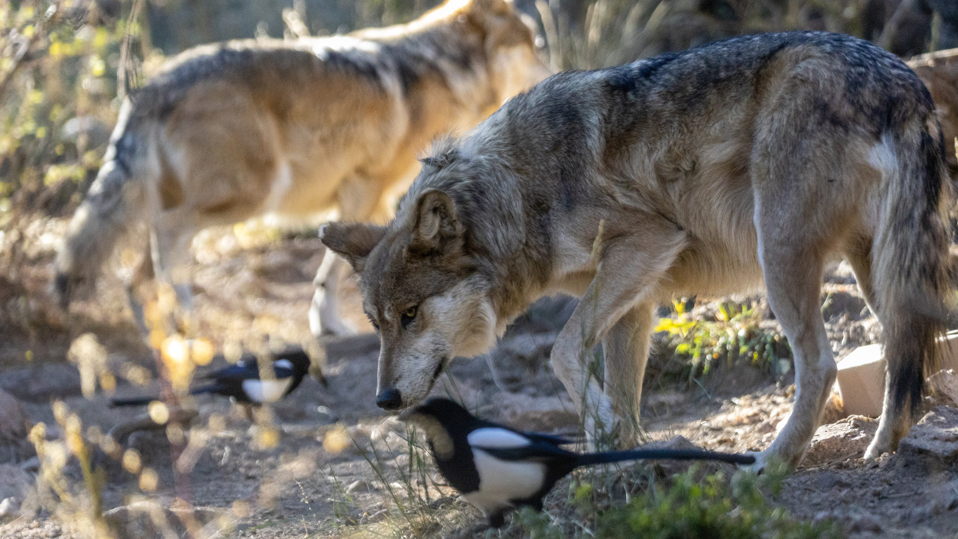 gray wolf, grey wolf, gray wolves, grey wolves