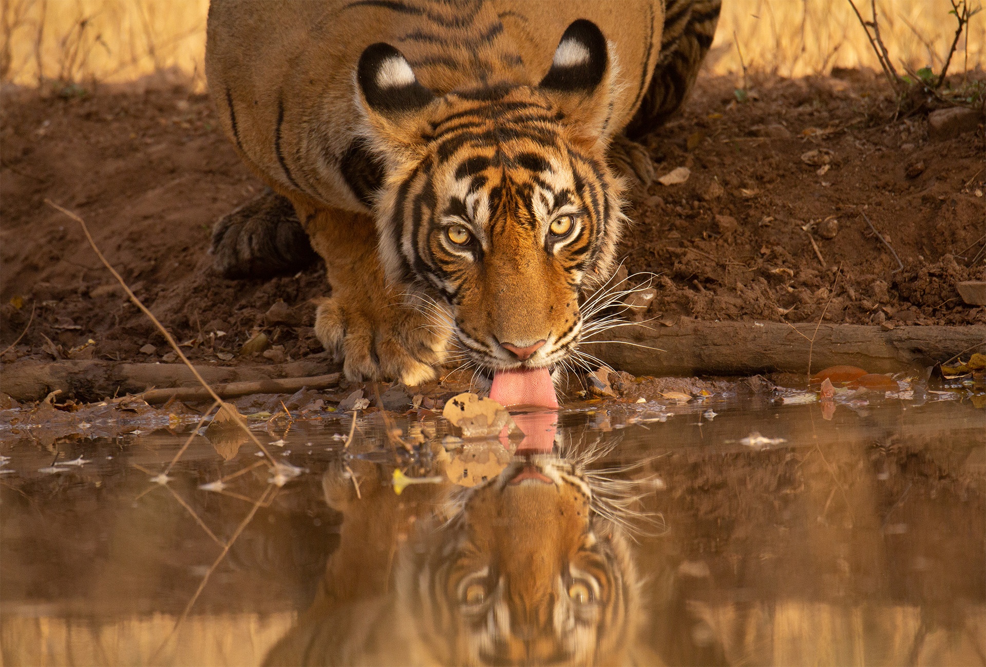 tiger drinks water reflection india, Ranthambore National Park, Ranthambore Tiger Reserve, Bengal Tiger, wildlife, safari