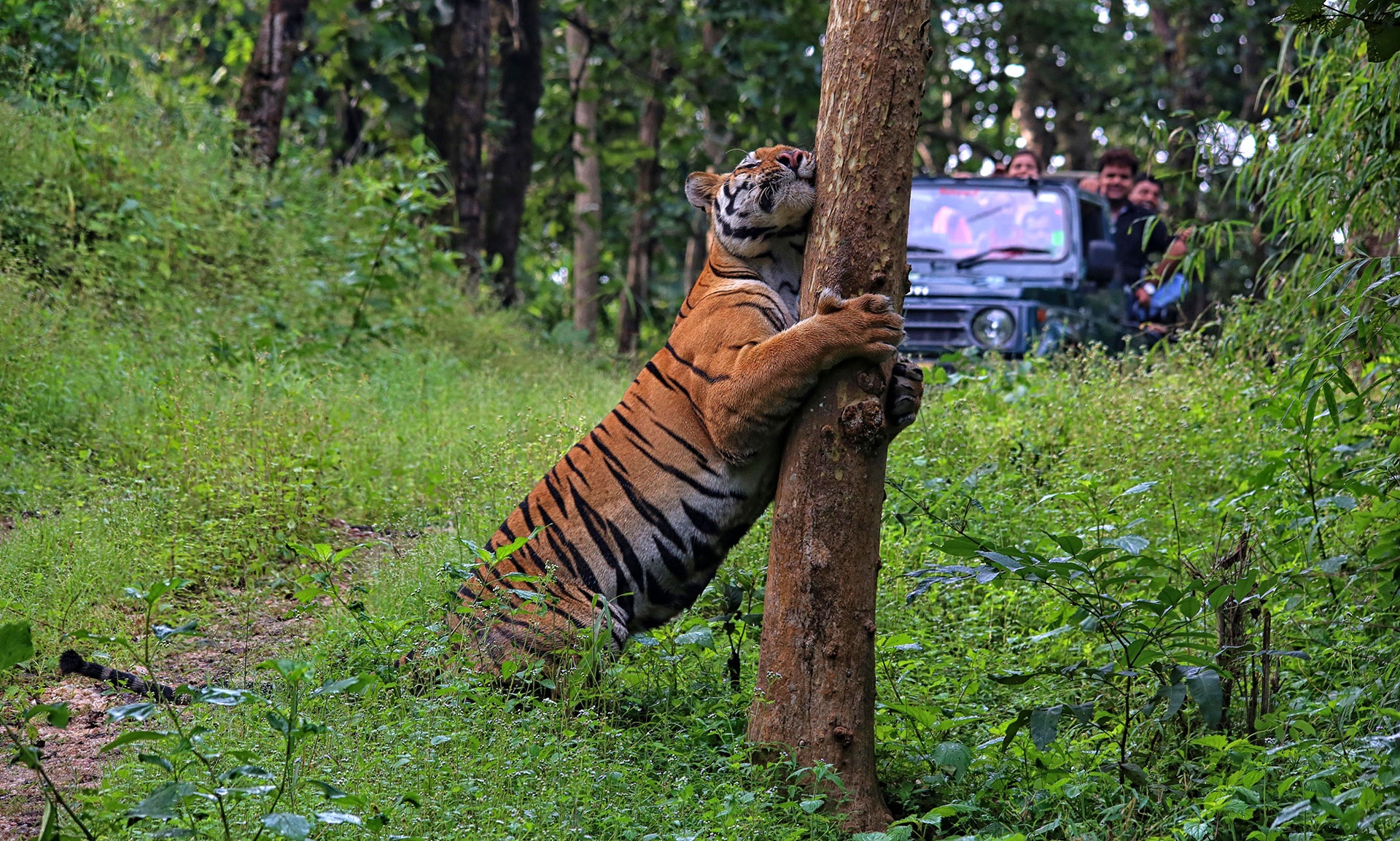 bengal tiger india wildlife safari, Ranthambore Tiger Reserve, Bengal Tigers, wildlife, safari