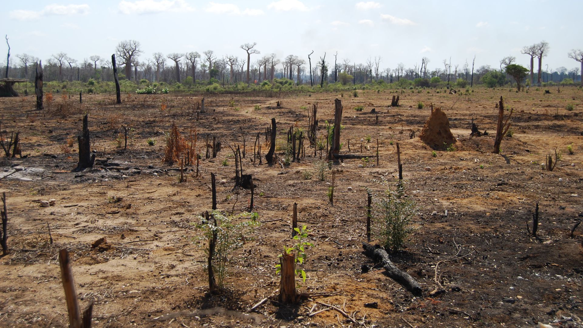 Degraded area close to a baobab forest, Morondava, Madagascar