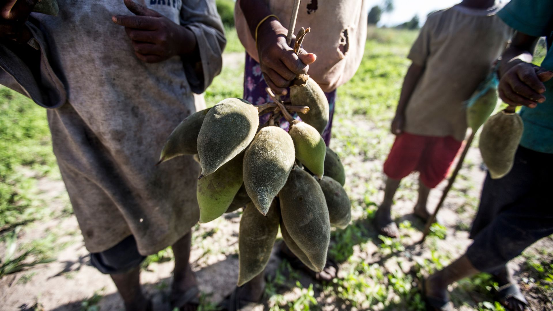 A young boy sells baobab fruit (orphan crop) in Burunge Wildlife Management Area (WMA). Outside of Tanzania’s national parks, lands set aside as wildlife management areas provide rural communities with ways to benefit from conserving wildlife.