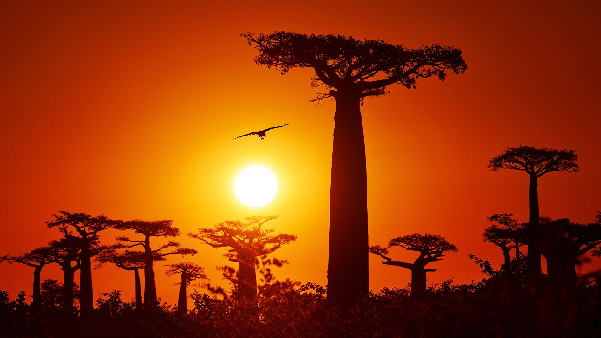 Baobab trees in the allée des baobabs (alley of baobabs) in the western coastal region of Madagascar.