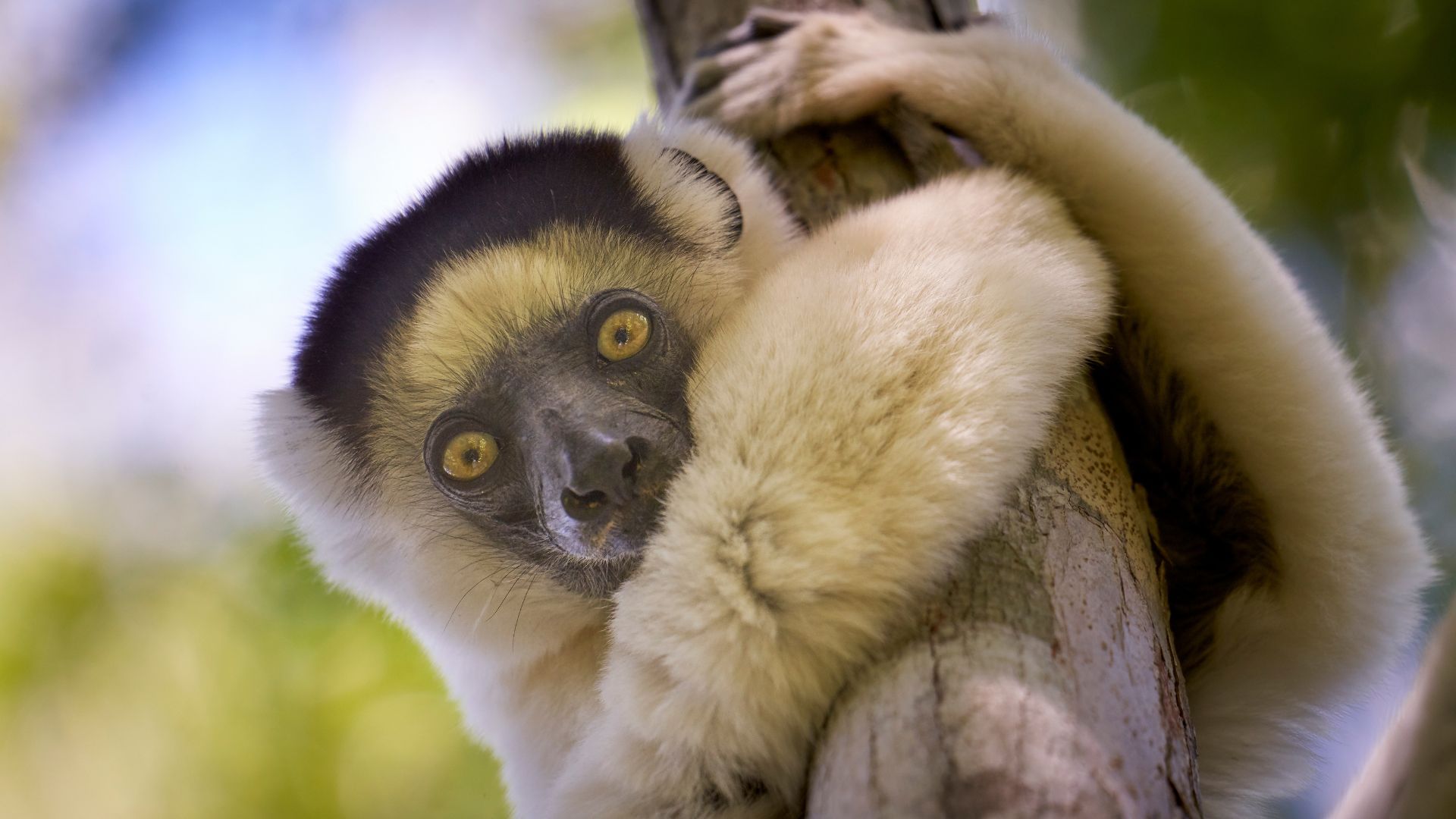 A white lemur in the Kirindy dry valley near among mangroves in the western coastal region of Madagascar.